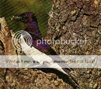 Pg15-2, PLUM-COLOURED STARLING