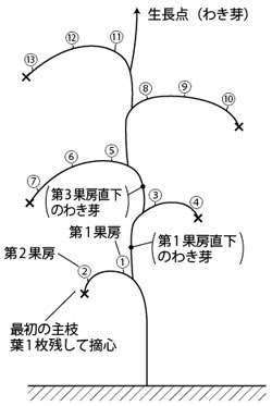 となりの畑とオレの畑 とまとの連続摘芯栽培に挑戦