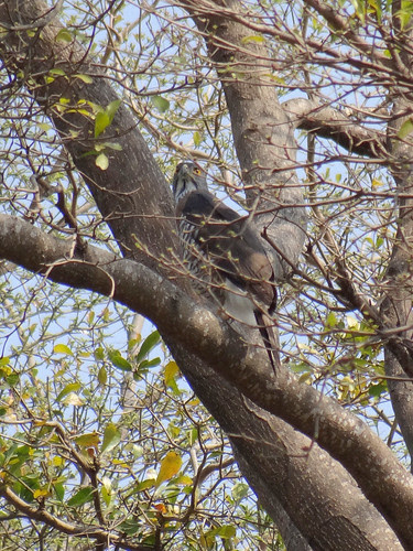鳳頭蒼鷹/無限台南