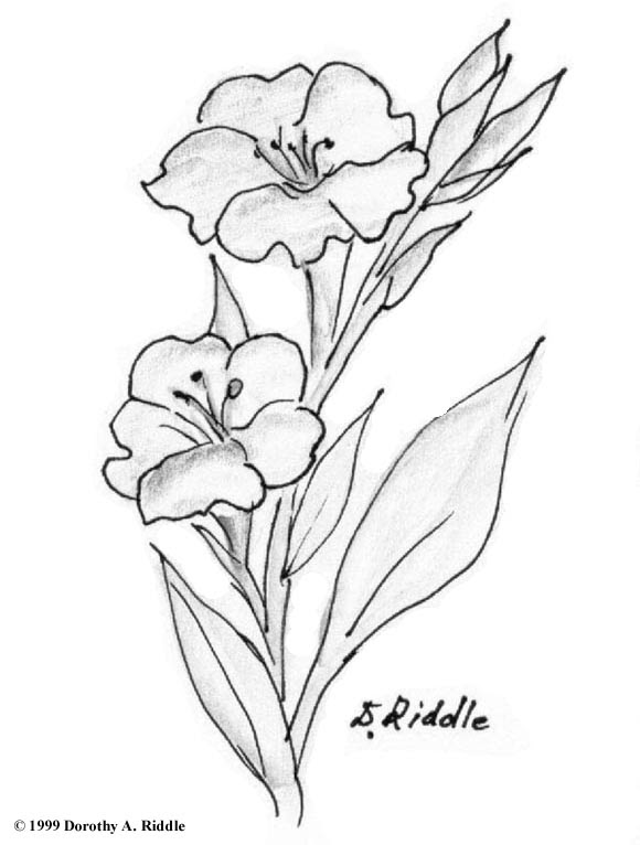 Coloring Page Of Violet Flower - 276+ SVG File for Cricut