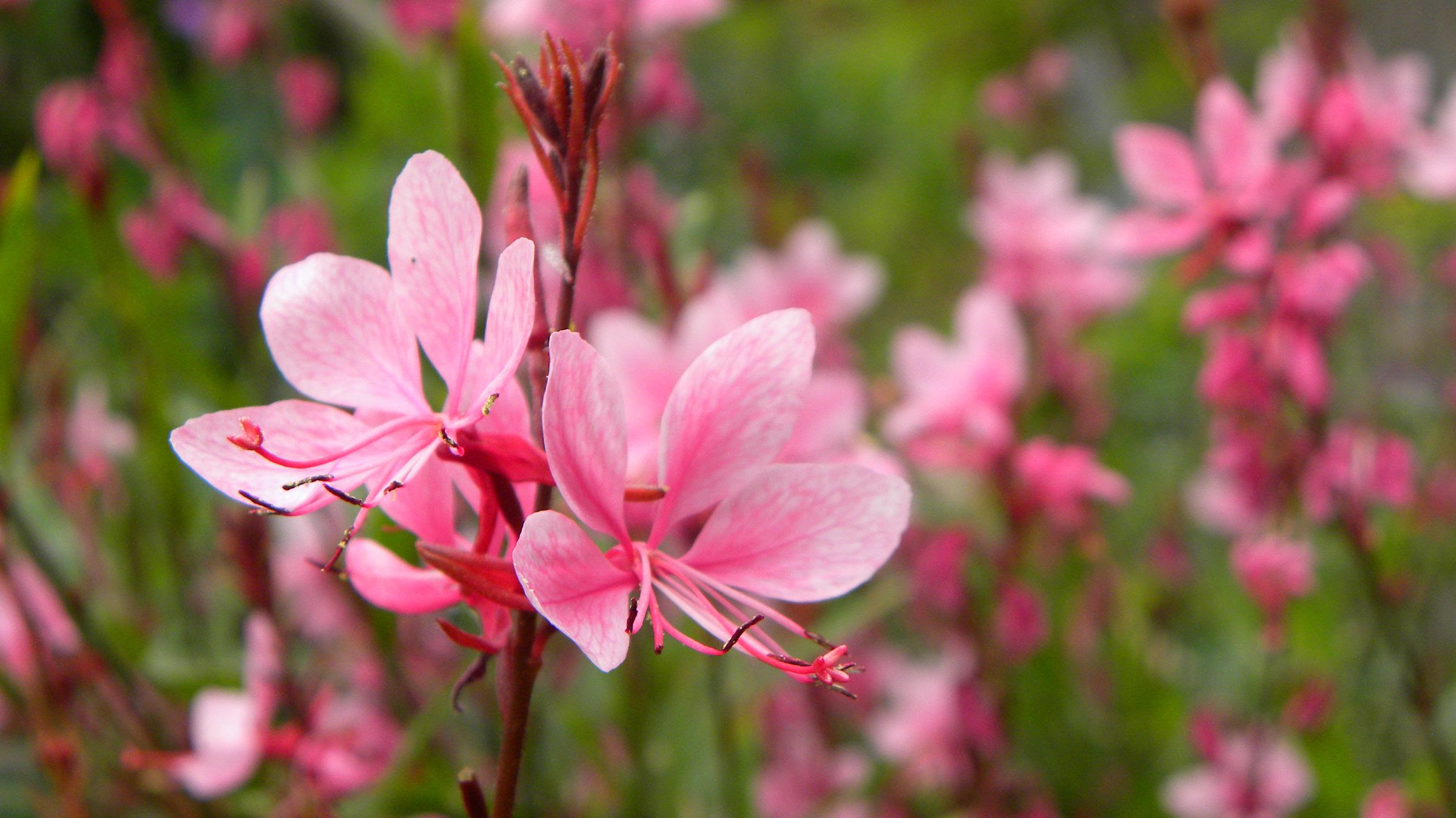 すべての美しい花の画像 50 ガウラ 花言葉