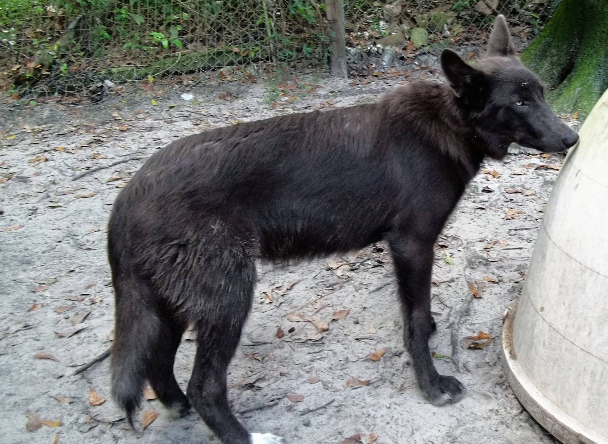 Recklessly Black German Shepherd Wolf Mix Puppy