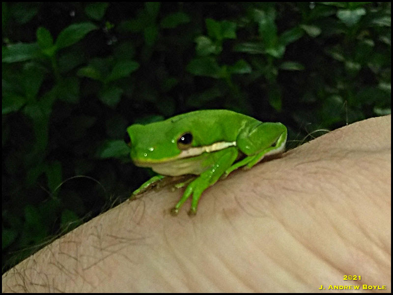 Green Treefrog Green Treefrog