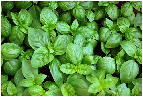 Basil