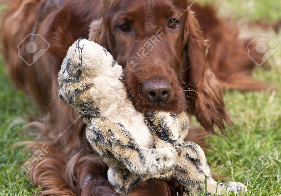 200以上 アイ リッシュ セッター 子犬 129271アイ リッシュ セッター 子犬 差し上げ ます