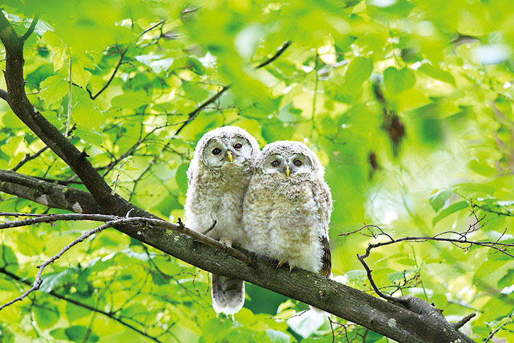 これまでで最高の幸せを呼ぶ 動物 最高の動物画像