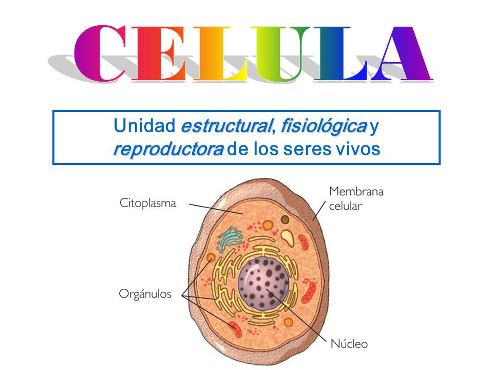 Porque La Celula Es La Unidad Funcional De Los Seres Vivos Ejemplos