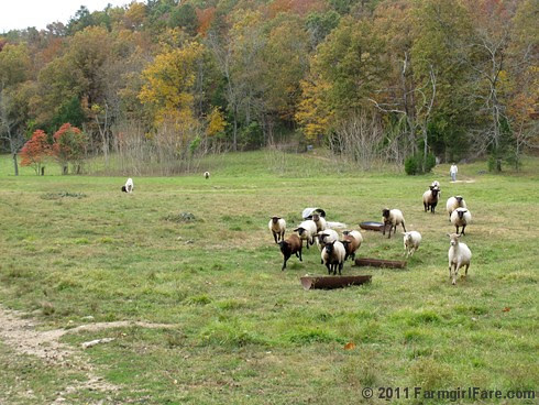 Bringing in the flock for sheep working Sunday 3 - FarmgirlFare.com