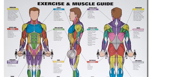 Diagram Of Female Lower Back Muscles / Female Back Muscles Chart : Dr