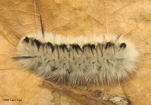 10 Beautiful Yet Toxic Caterpillars Lophocampa caryae M 2 e1300855309421 10 Beautiful Yet Toxic
Caterpillars