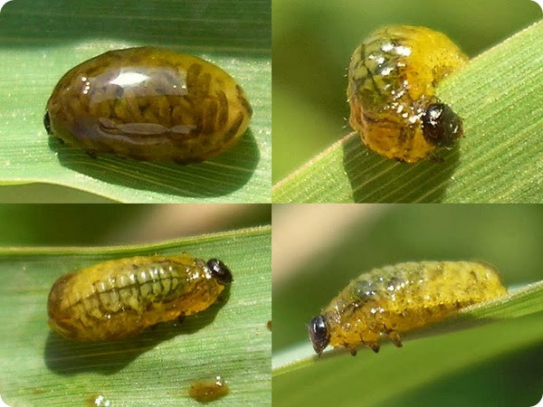 Красногрудая пьявица (лат. Oulema melanopus)