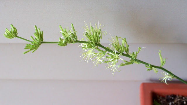 壁紙無料花 最も気に入った サンスベリア 花 咲かせ方