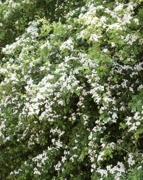Hawthorn Flower May Hawthorn Death Sex And Food Slamseys See More