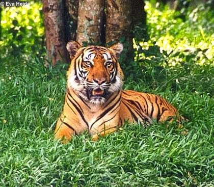 Animal Adventurer: Declining Prey Species Could Endanger India's Tiger ...