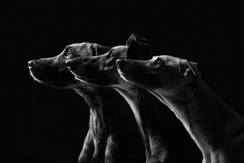 Absurdamente expressivas Retratos do cão por Elke Vogelsang Absurdamente expressivas cão Retratos de cães Elke Vogelsang