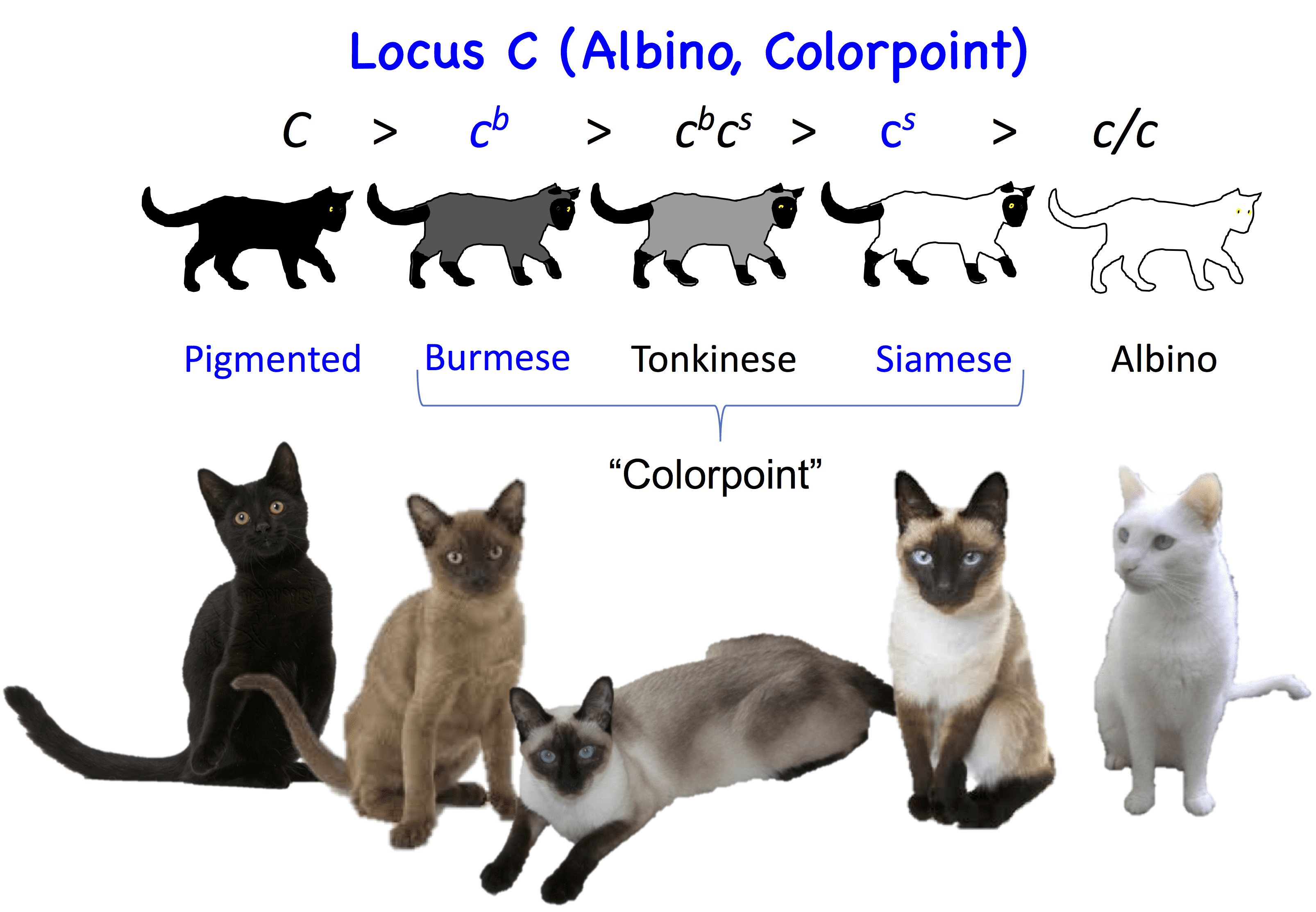 Rare Cat Eye Color Chart