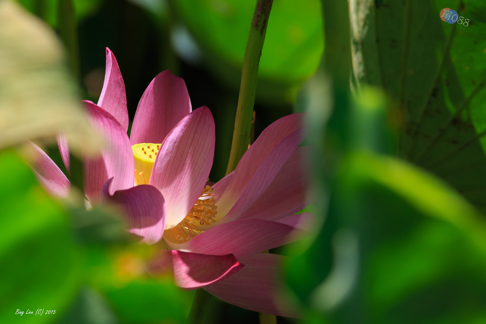WATER_BING2789_LR