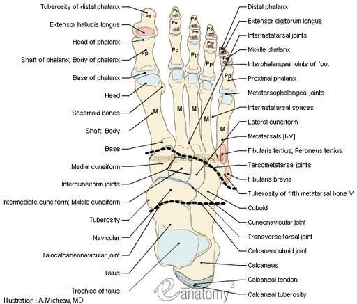 A Diagram Of Joints And Bones In The Human Body - A joint is where two