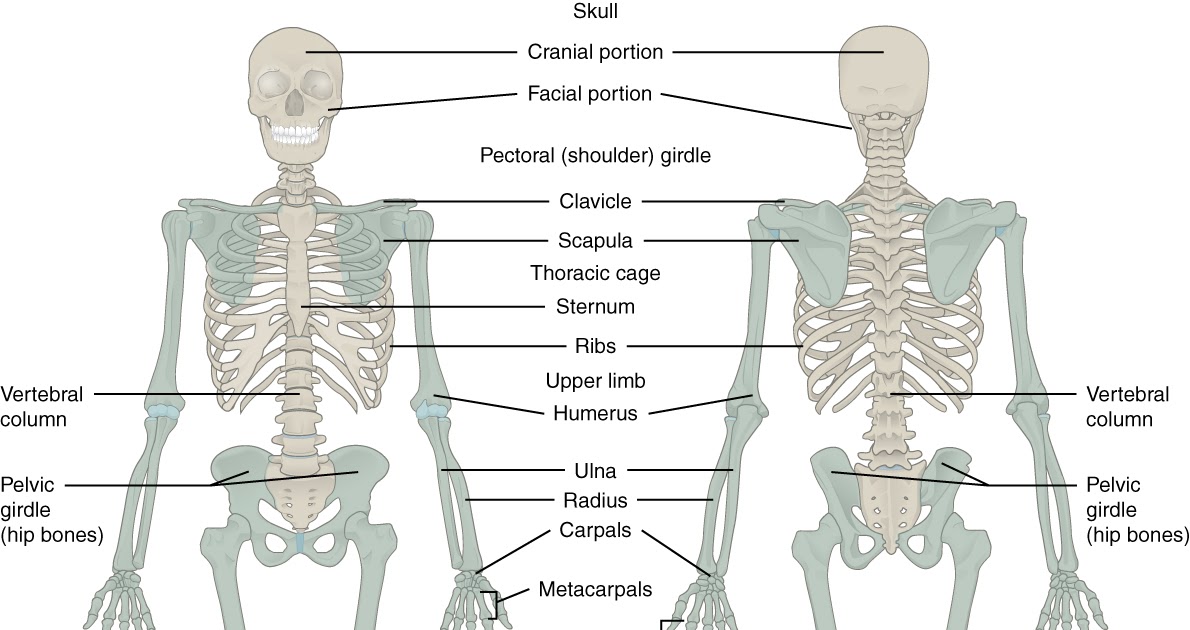 Major Bones In The Human Body : The appendicular skeleton of human body