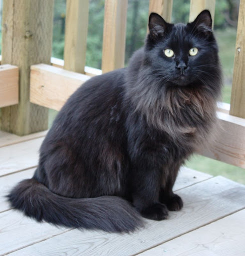 My Maine Coon World