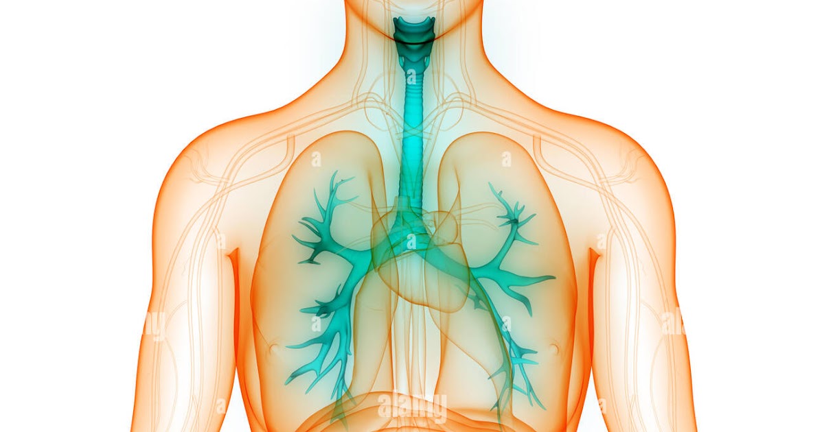 anatomy diagram source