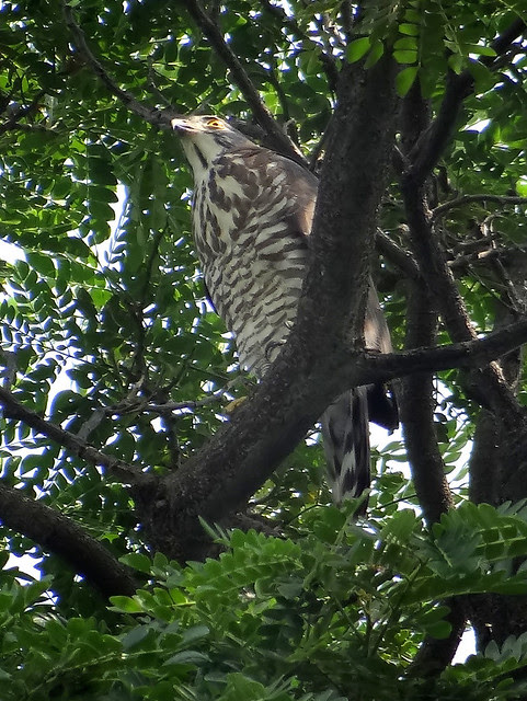鳳頭蒼鷹/無限台南
