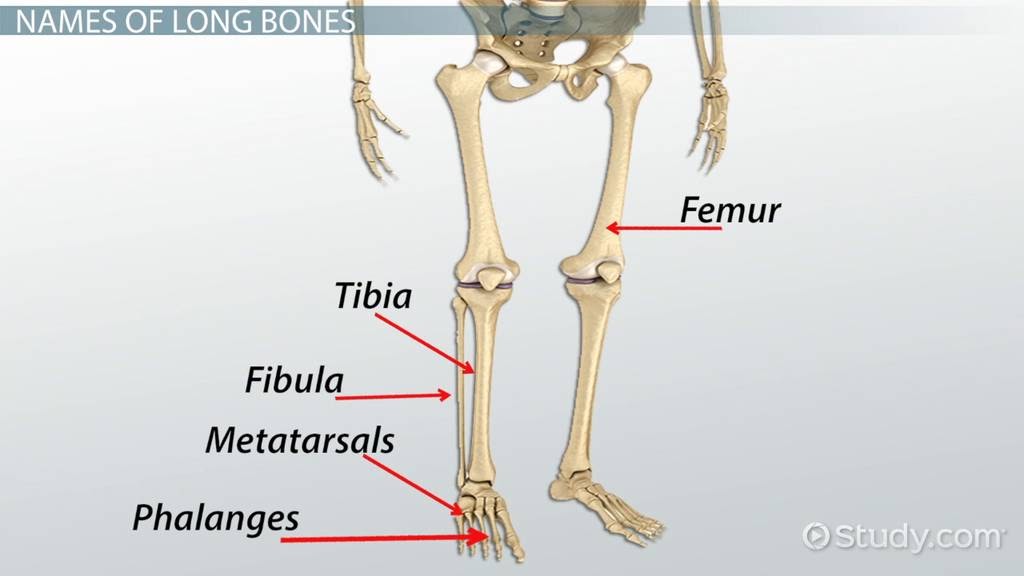 Long Bone Diagram Easy : Skeletal System Definition Function And Parts