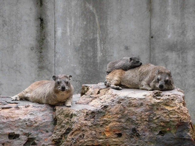 驚くばかりぎ から 始まる 動物 最高の動物画像