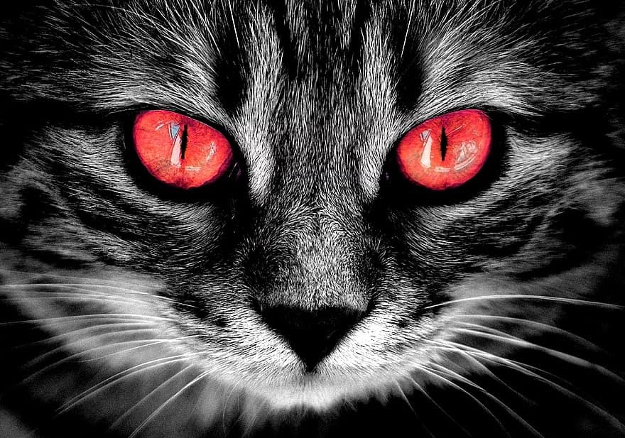 34+ Foto Kucing Hitam Seram - Wallpaper Toko
