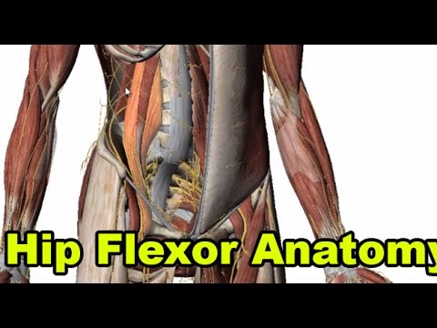 Anatomy Hip Muscles Diagram / Muscles Of The Hip Muscular System Pelvis