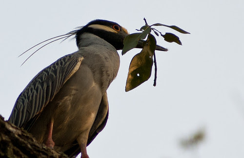 mikemcguff_birds-1585