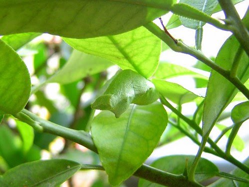 DSC06937-1