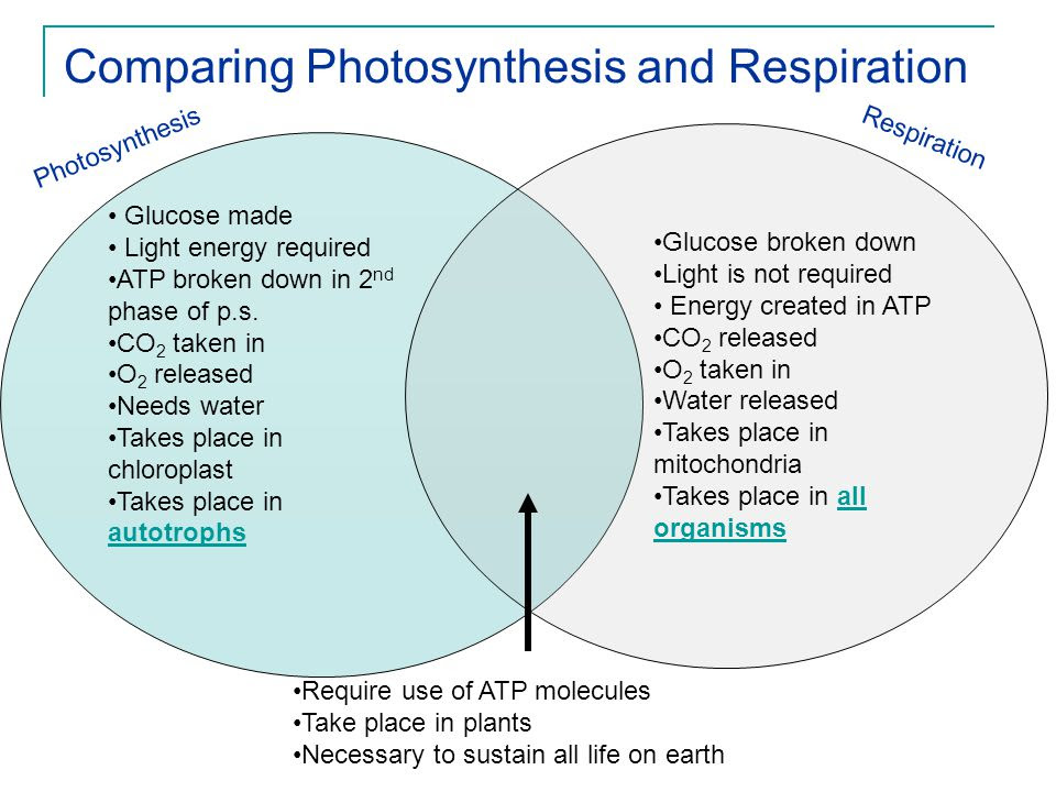 Cellular respiration vs essay compare contrast