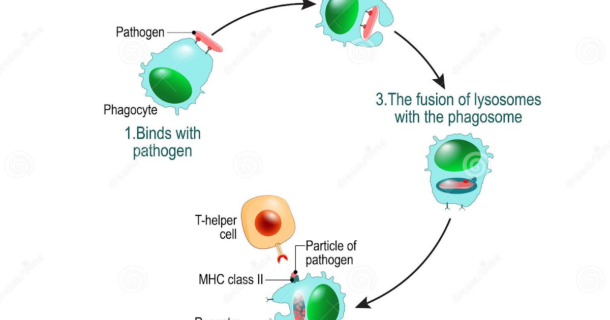 35 Diagram Of The Immune System - Wiring Diagram Database