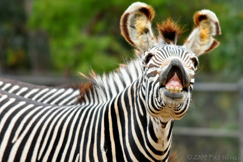Out of Africa -- SD Zoo Part 3
