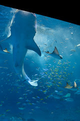 ジンベエザメ, 沖縄美ら海水族館