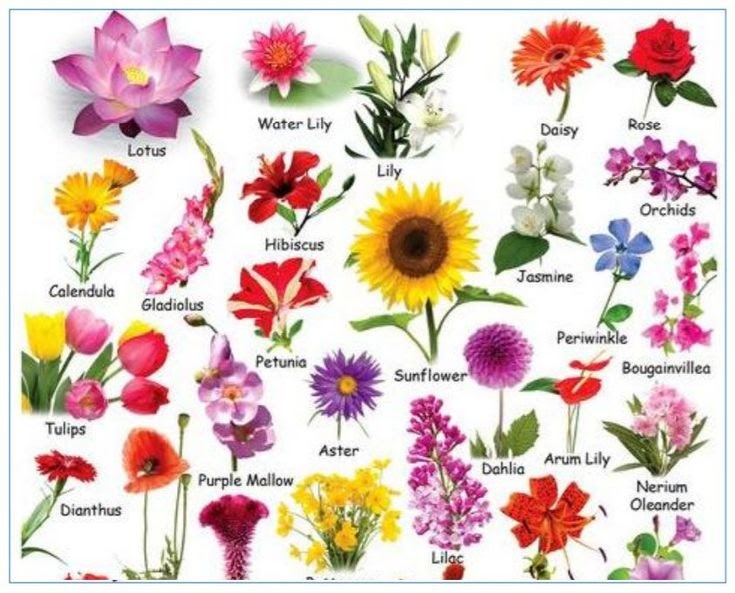 Beautiful Flower Names - Flower Pictures With Names - Beautiful Flowers ...