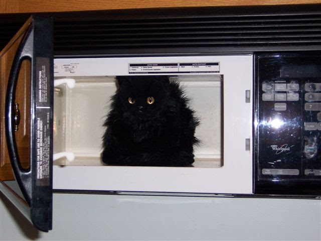 Cat In Microwave Video