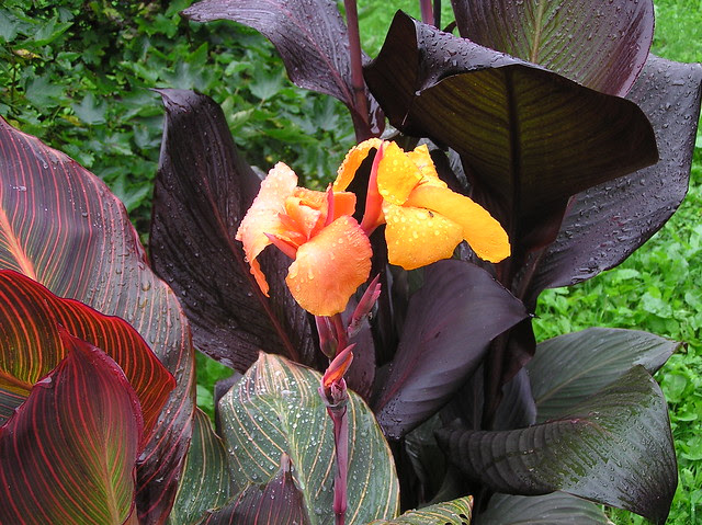 Canna 'Duban' bloom