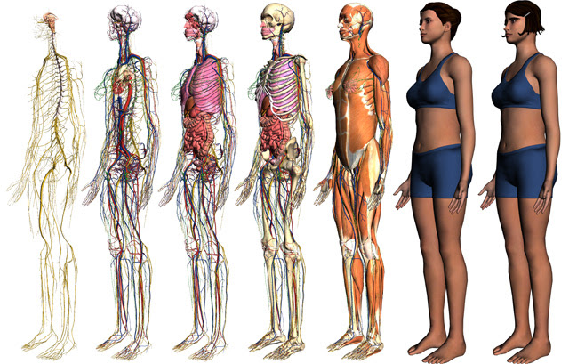 Google Body k