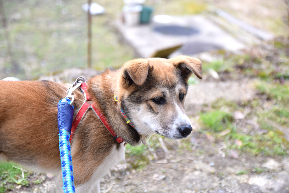 [10000ダウンロード済み√] 犬 散歩 いつから 狂犬病 307355犬 散歩 いつから 狂犬病