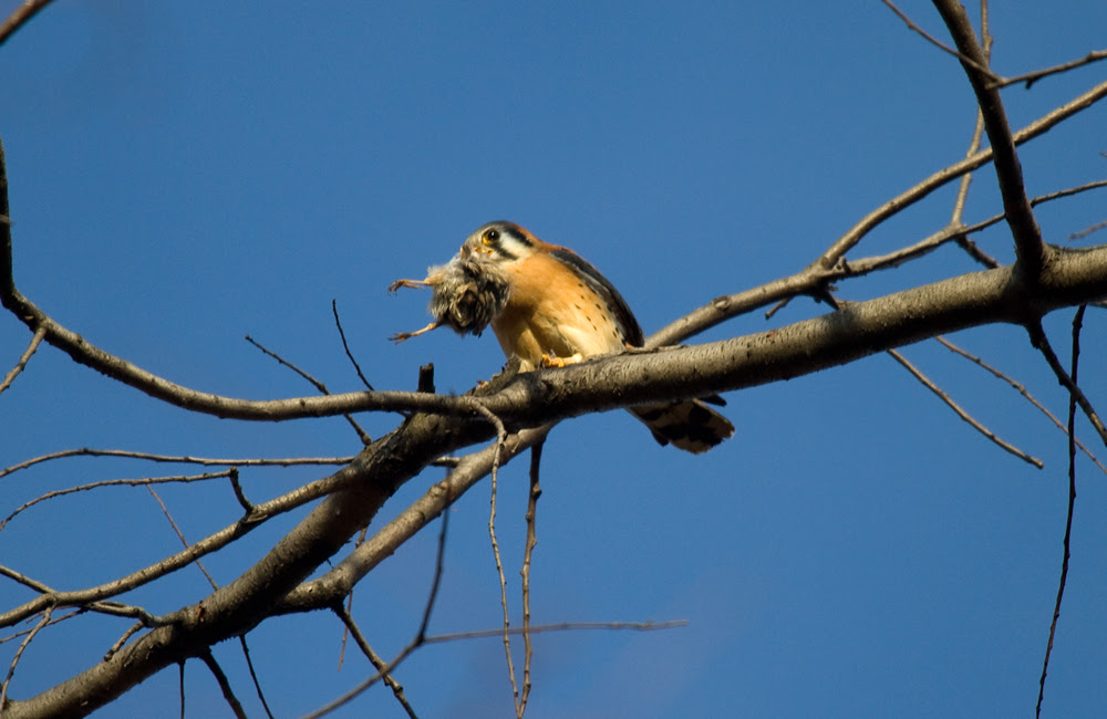 NorthWoodsKestrel_8
