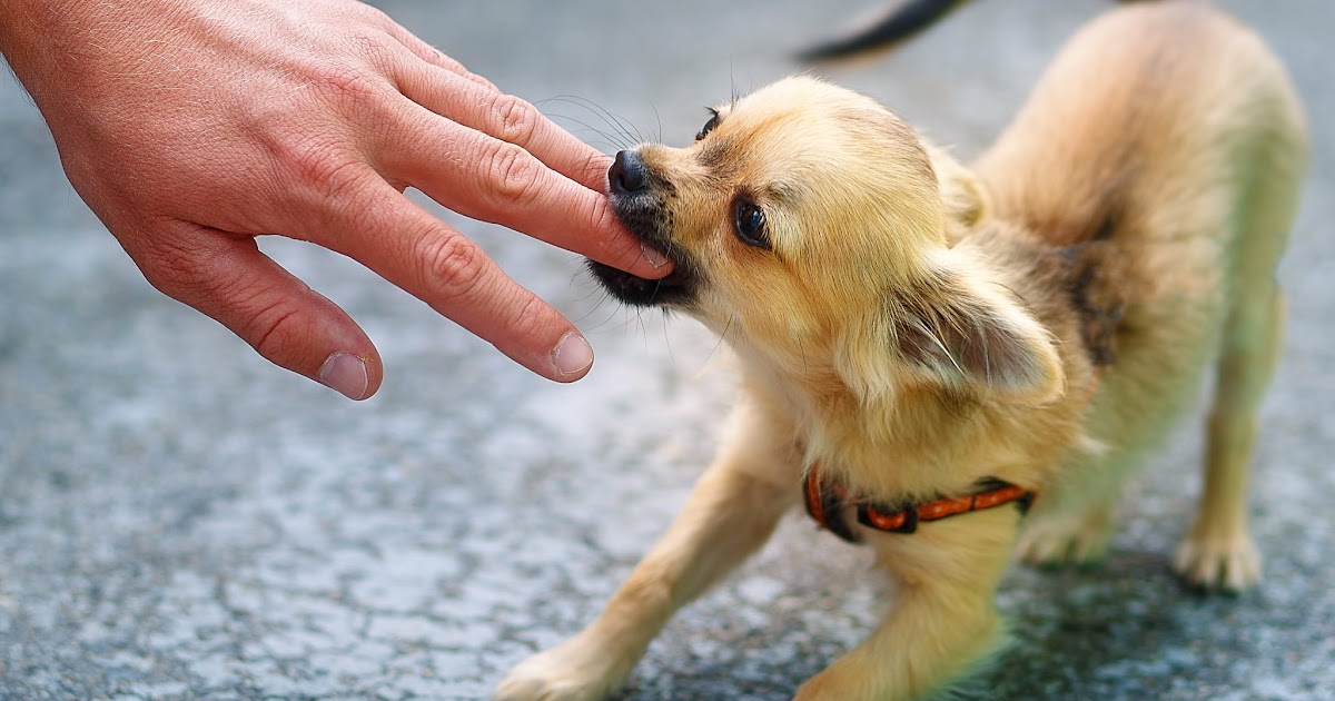 [10000ダウンロード済み√] 犬 あまがみ しつけ 247444犬 しつけ方 あまがみ アニメ画像に変換する君