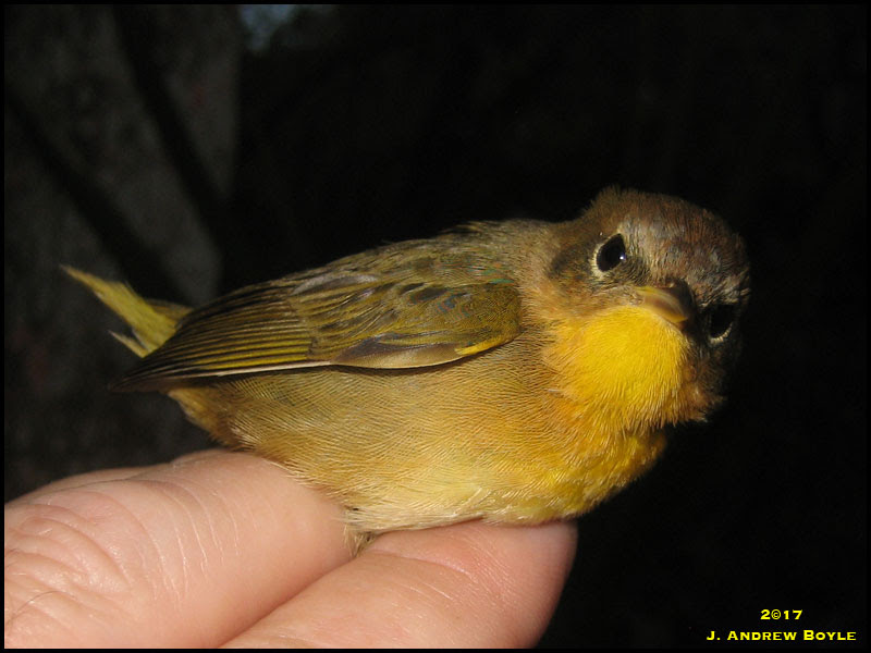 Common Yellowthroat Common Yellowthroat