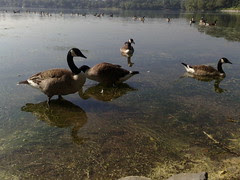 Jamaica Pond: N82 Photo Test