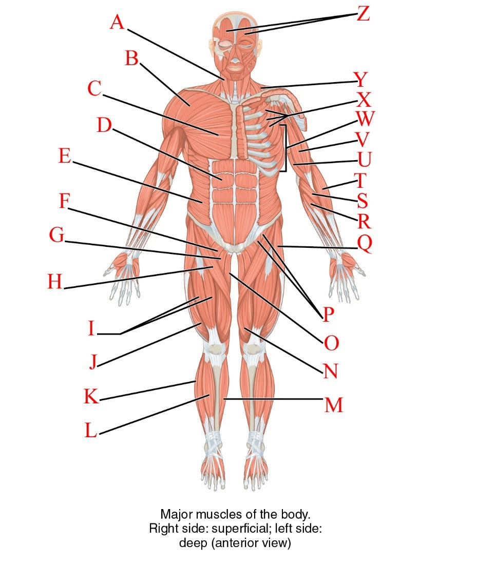 Diagram Of Muscles In The Body / Your Trainer Ashok: Muscle anatony