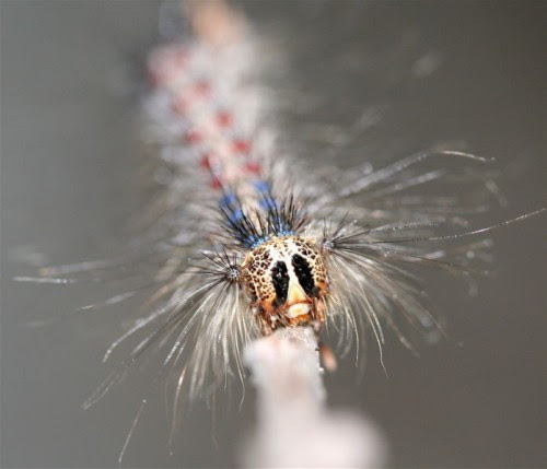 10 Beautiful Yet Toxic Caterpillars gypsy moth catepillar e1300854931987 10 Beautiful Yet Toxic
Caterpillars
