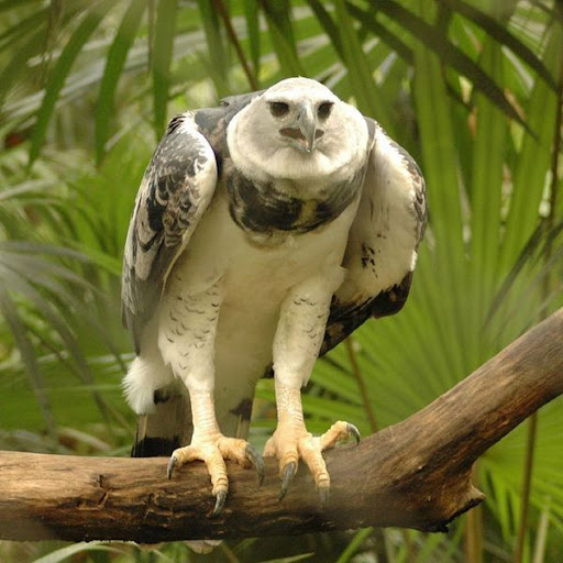 Amazon Rainforest Harpy Eagle Flying - All Are Here