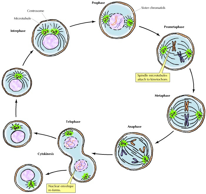 Types Of Cell Division First Go Through