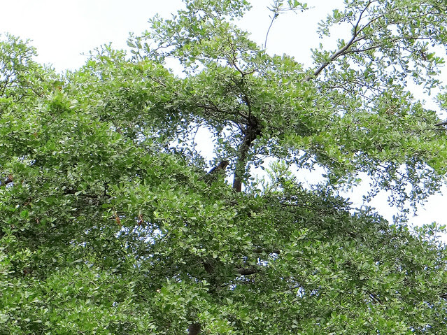 鳳頭蒼鷹/無限台南